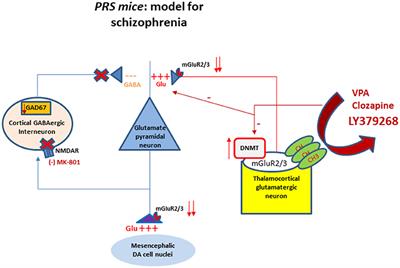 Epigenetic Alterations in Prenatal Stress Mice as an Endophenotype Model for Schizophrenia: Role of Metabotropic Glutamate 2/3 Receptors